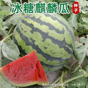 �����������ϷN�ӷN���ӳ����Ƥ����ϸ߮a����ϡצ�Ϸ�ˮ����