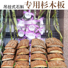 蝴蝶兰种植板兰花石斛宠物吊栽板杉树爬宠替代板植料营养家用diy
