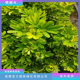 乔木;灌木;景观工程项目