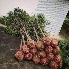 园林果树;灌木;乔木