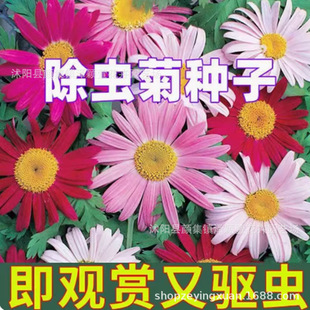 Pyrethrum Seeds, Mosquito Repellent, Chrysanthemum Seeds, Flower Seeds, Four-Season Potted Sowing, Double-Petaled Spring Seeds