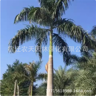 King Coconut Saplings, Precious Landscape Trees, Coconut Palm Saplings, Street Trees, Courtyard House Saplings, Ornamental Trees, Evergreen Plants