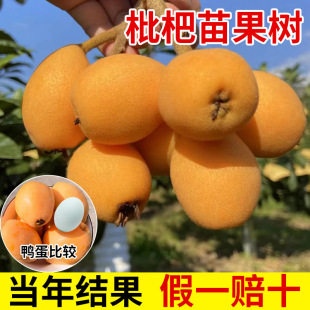 Loquat Fruit Seedlings, Seedless Loquat Seedlings, Loquat Saplings, Potted Extra-Large Fruit Trees, Planted in the North and South, Will Bear Fruit in the Same Year