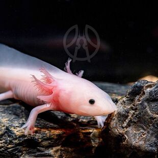 ���ǿ����~ϔ��ԁ�ˮ���B�ͻ��^�p�~С���~���~�B���������~��ˮ