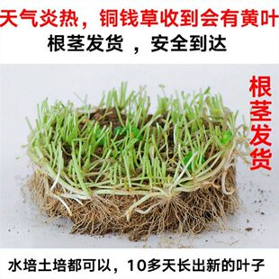 Copper Coin Big Leaf Personalized Creative Potted Copper Money Grass Hydroponic Water Culture Soil Culture Indoor Plant with Leaves Free Shipping Sensheng