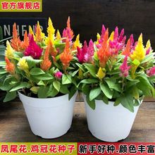 �u�ڻ��N���Pβ�ڠ��u�ڻ� ͥԺ�̨�������Ի��� �����ļ����׷N