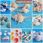 天然贝壳海螺扇贝彩贝钉螺diy手工贝壳海螺水族馆造景