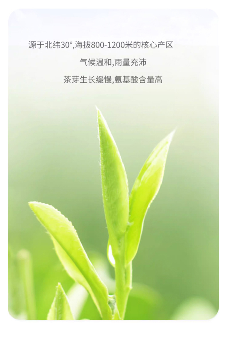 Jasmine Snow Snail Green Tea 50g Bag Cold and Hot Brew Jasmine Flower Tea key features