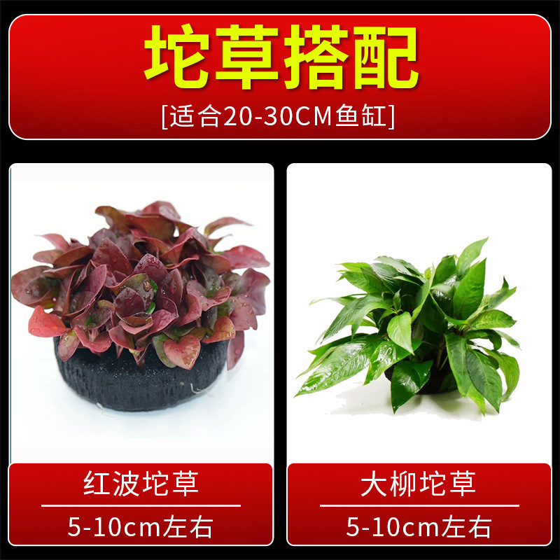 火山石水植物鱼缸净化水质懒人造景摆件全套底砂套餐性真|undefined