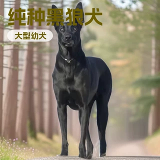 定制大型黑狼犬纯种狗狗防爆犬狩猎犬护卫犬宠物活体幼犬伴侣犬
