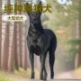 幼犬大型定制活体伴侣犬