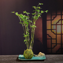 花盆陶瓷2021新款米竹盆栽室内水养观赏六月雪文竹菖蒲苔藓球盆景