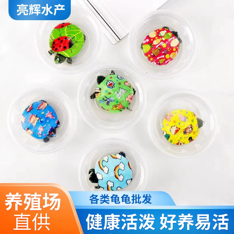 Красочные маленькие черепахи, бразильские черепаховые фермы, оптовая продажа красочных маленьких черепах, живые красочные черепахи интернет-знаменитостей, декоративные красочные черепахи