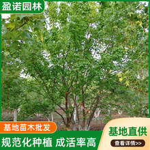 ������Ǘ��ڷ�M�׳ɻ��ϵïʢľ�Ĉ�Ӳ�������l������Ǘ�