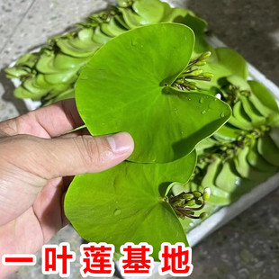 һ�~ɏ��Ƽˮ��ֲ���~��ˮ�쾰��ɏ˯ɏˮ�B������ˮ�|�ļ��_��