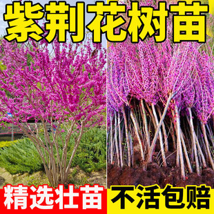 һ�����l���G������ͥԺ����Nֲ���ļ����������Ϙ��G���@���L��