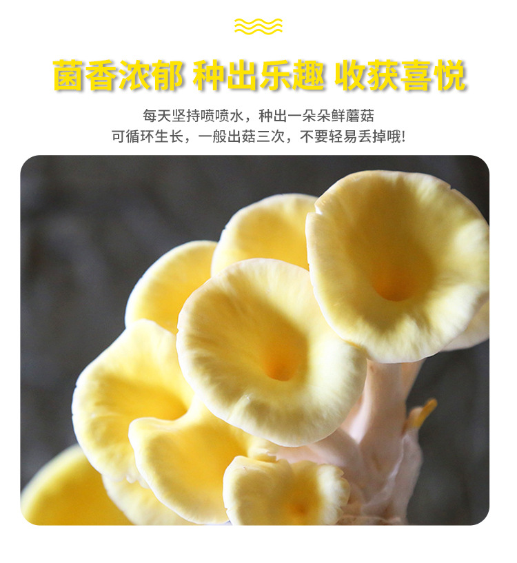 榆黄菇菌种---榆黄菇菌包菌棒6斤_07.jpg