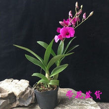 七彩石斛兰带花 兰花 小盆栽办公室书桌面绿植物净化空气防浓香
