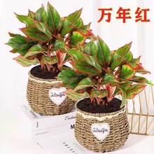 万年红盆栽花卉植物室内吸甲醛办公室桌面小盆景易活绿植净化空气