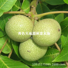 新品种新疆阿克苏温纸皮核桃苗壳薄如纸地栽薄皮核桃树苗当年结果