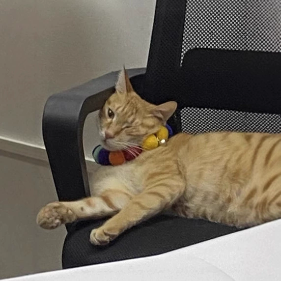 Короткие шорты для кошек