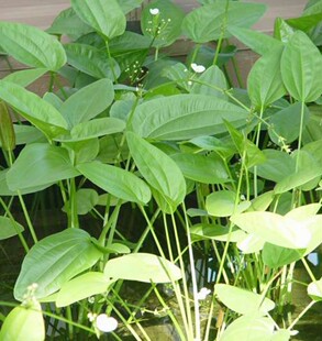 �S���ṩ �ȹ�  ��� ����� ������ ʯ������ ǧ�� ������ă�