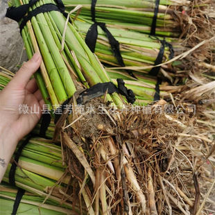 Cold-Resistant Cattail, Hydroponic Perennial, Undertakes Cattail Planting and Sells a Variety of Aquatic Plants