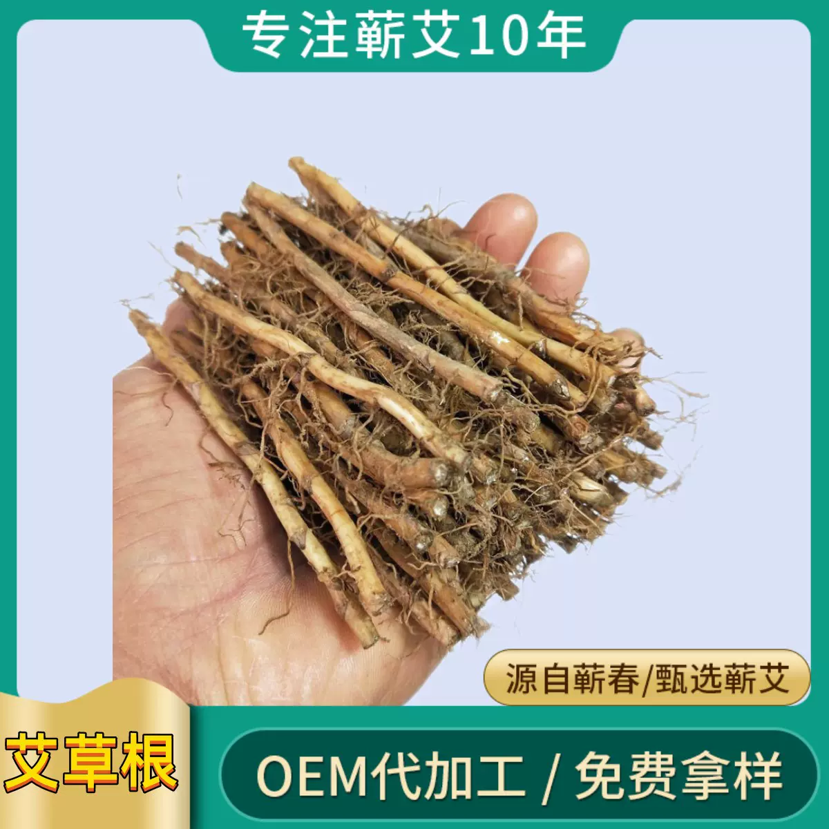 艾叶根蕲艾根野生老艾草根头新鲜带土艾草根大叶新鲜苗种植