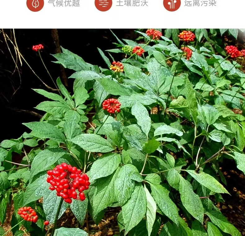 Korean Red Ginseng Whole Root Gao Li Shen Panax ginseng Steamed Dried Tonic Gift Tin 37.5g Single Root key features