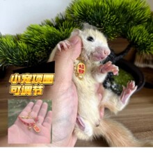 批发价 松鼠项圈可调节 招财装饰项圈带铃铛蜜袋鼯颈环魔王仓鼠戴