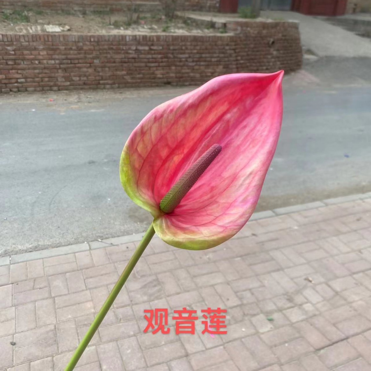 관음 로터스
