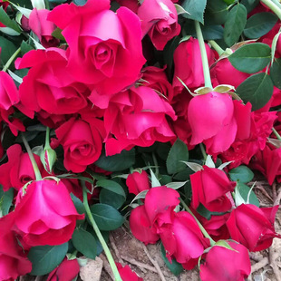Potted Ground-Cut Flower Rose Seedlings, Flowering Corolla Roses in the Same Year, Base Wholesale Garden Rose Seedlings