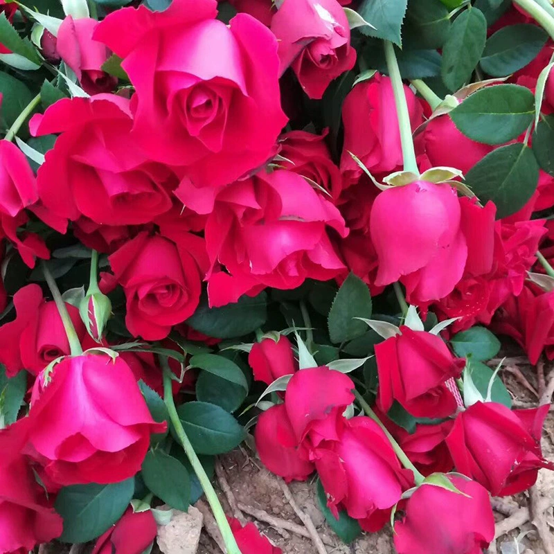 Горшечные срезанные Цветочные саженцы роз в текущем году цветение венчик Роза база оптом саженцы садовых роз