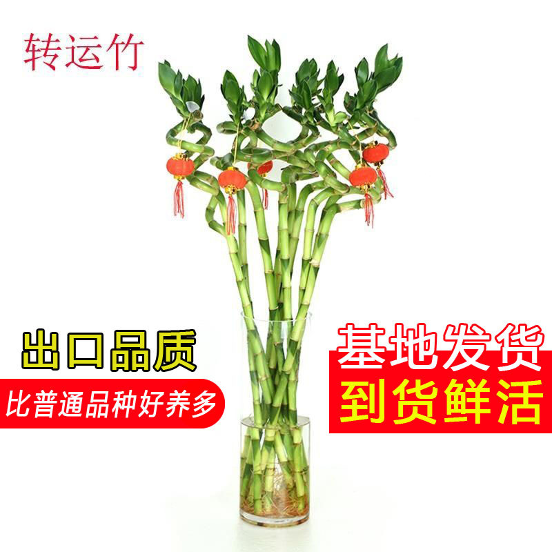 Transferencia de bambú rico con raíces, plantas de bambú, plantas en macetas cultivadas por agua, sala de estar, bambú doblado, bambú de dragón, bambú de buena suerte, plantas hidropónicas image 1
