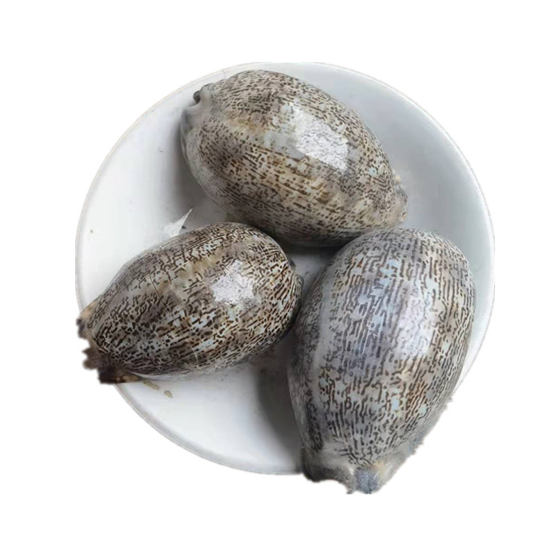 Purple Cowrie Shell Zi Bei Chi Dried Mineral Herb Traditional TCM Ingredient in use