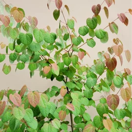 乔木;灌木;盆栽