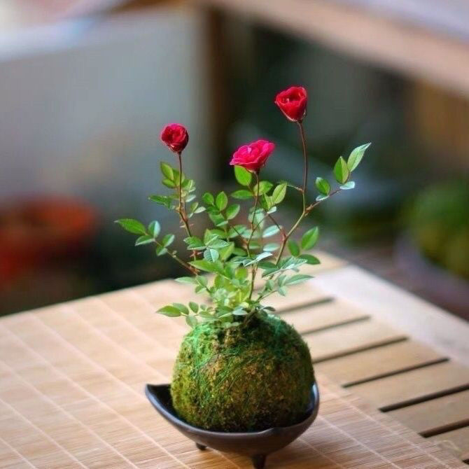 带花苞四季开花迷你超微月季苔藓球姬玫瑰多头室内阳台水培