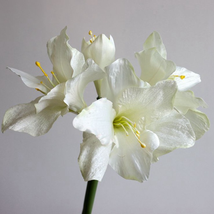 흰색 75cm