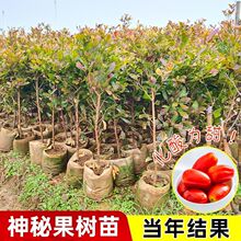 �V���������ع���������ù����E��׃ζ����������ļ�������