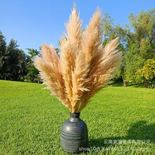 潘帕斯干蒲苇花束大蒲苇高枝干花家居婚庆拍照造景道具源厂家批发