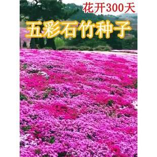 �Wʯ����ǻ��N�������ʯ���ļ��_����ƺ������������ʯ��N��