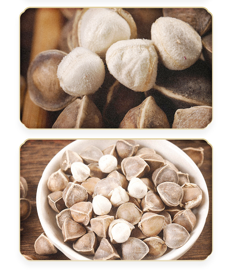 Moringa Seeds La Mu Zi Large Grade Dried Seeds 500g Bulk Pack in use