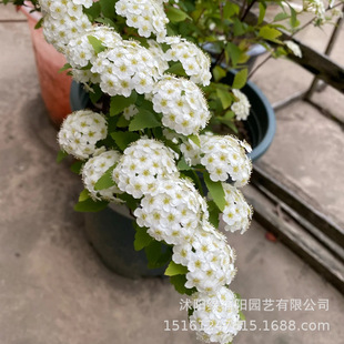 ���~�����հ���С����ѩ����������÷�ͺ��͟��_����ֲ����л�