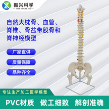 自然大枕骨、血管、脊椎、骨盆带股骨和脊神经模型