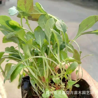 批发美丽月见草 园林绿化景观工程 青州花卉基地供应美丽月见草