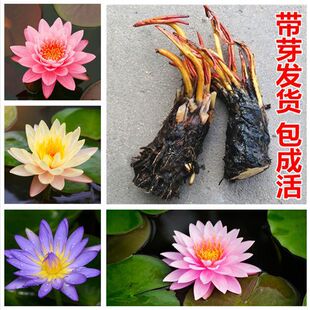 ������˯ɏ�����~��˯ɏ���K����������ˮ�໨��ֲ��ˮ��˯ɏ����