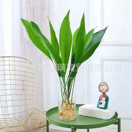 简约大号透明玻璃直筒花瓶百合富贵竹醒花筒落地摆放马醉木客厅桌
