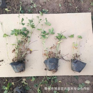 Qingzhou Flower Gardening Five-Leaf Aster, Perennial Grass Flower Aster Nutrition Cup Seedling Three-Leaf Aster Flower
