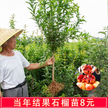 突尼斯软籽石榴树特大果树南北方种植盆栽庭院地栽大红袍当年结果