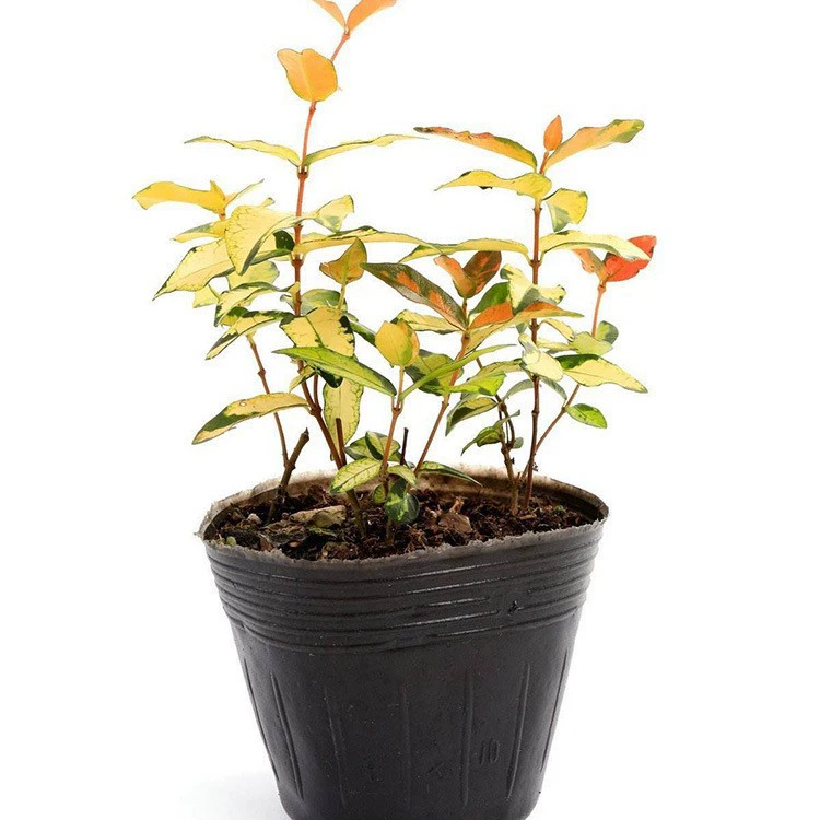 Disposable Black Plastic Nursery Pot — Thickened Walls, Multiple Sizes (6.5–30 cm)